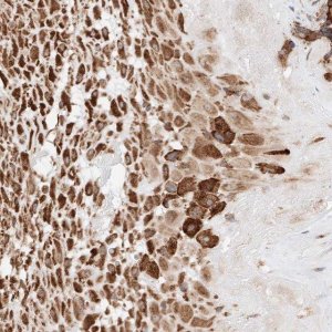 Anti-ATP9B antibody produced in rabbit 