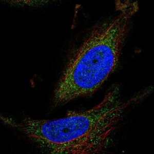 Anti-ATPAF1 antibody produced in rabbit 
