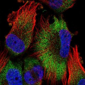 Anti-ATPAF2 antibody produced in rabbit 