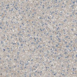 Anti-ATRN antibody produced in rabbit 