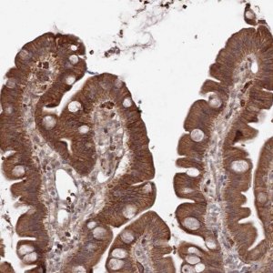 Anti-ATRNL1 antibody produced in rabbit 