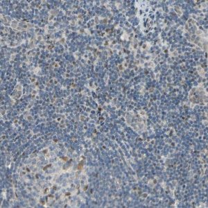 Anti-ATXN1 antibody produced in rabbit 