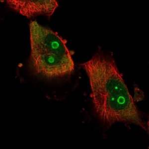Anti-ATXN7L2 antibody produced in rabbit 