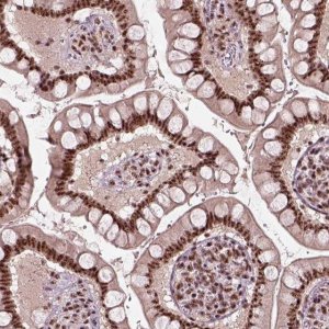 Anti-ATXN7L3 antibody produced in rabbit 