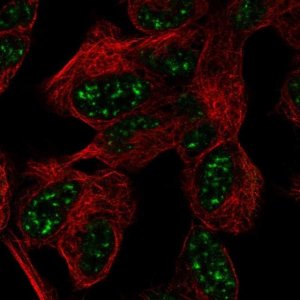 Anti-ATXN7L3 antibody produced in rabbit 