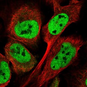 Anti-ATXN7L3B antibody produced in rabbit 