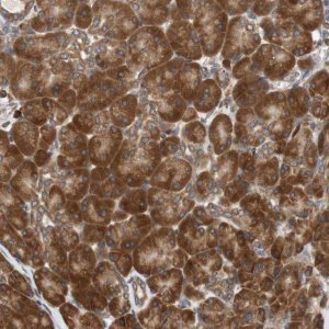 Anti-AUP1 antibody produced in rabbit 