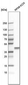 Anti-AUP1 antibody produced in rabbit 