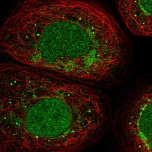 Anti-AURKAIP1 antibody produced in rabbit 