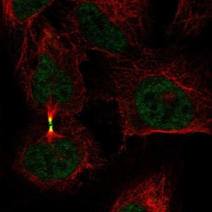 Anti-AURKB antibody produced in rabbit 