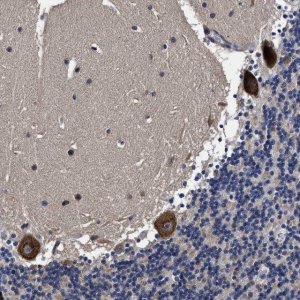 Anti-AVEN antibody produced in rabbit 