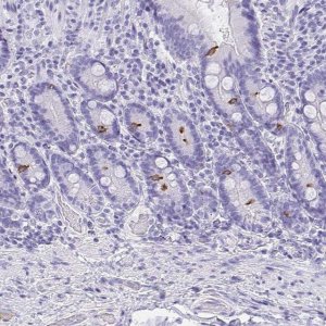 Anti-AVIL antibody produced in rabbit 