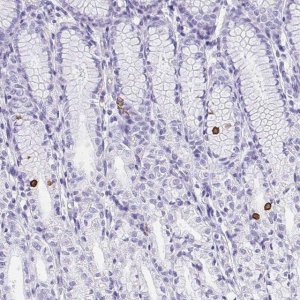 Anti-AVIL antibody produced in rabbit 