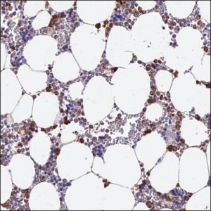 Anti-AXIN2 antibody produced in rabbit HPA042344-100UL