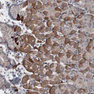 Anti-AXL antibody produced in rabbit 