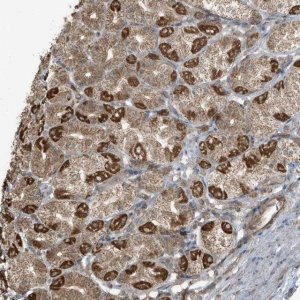 Anti-AZI2 antibody produced in rabbit 