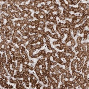 Anti-AZIN1 antibody produced in rabbit 