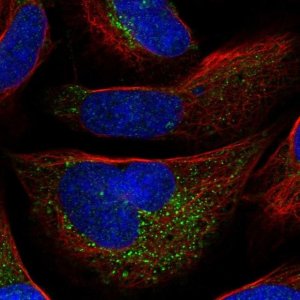Anti-AZIN1 antibody produced in rabbit 