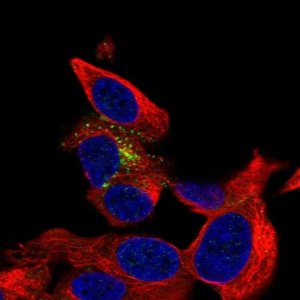 Anti-B3GAT1 antibody produced in rabbit 