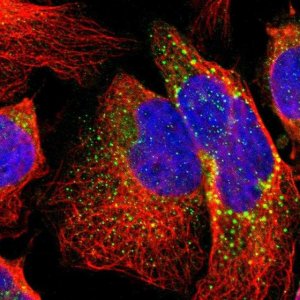 Anti-B3GNT2 antibody produced in rabbit HPA005997-100UL