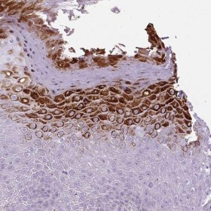 Anti-B3GNT4 antibody produced in rabbit 
