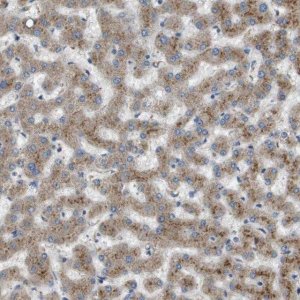 Anti-B3GNT5 antibody produced in rabbit 