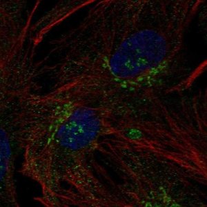 Anti-B3GNT9 antibody produced in rabbit 
