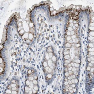 Anti-B4GALNT2 antibody produced in rabbit 