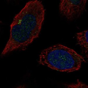 Anti-B4GALT2 antibody produced in rabbit 