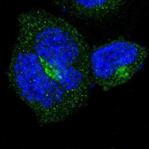 Anti-B4GALT3 antibody produced in rabbit 