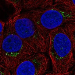 Anti-B4GALT4 antibody produced in rabbit 