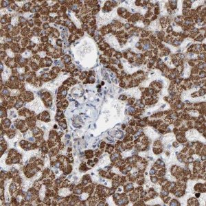 Anti-B9D1 antibody produced in rabbit 