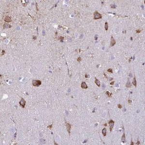 Anti-BACE2 antibody produced in rabbit 