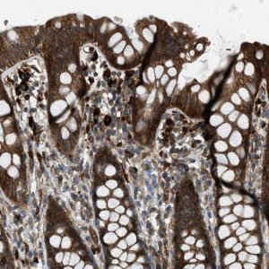 Anti-BAG4 antibody produced in rabbit 