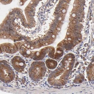 Anti-BAIAP2L2 antibody produced in rabbit 