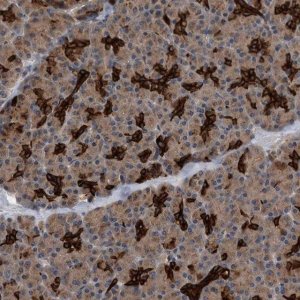 Anti-BAIAP3 antibody produced in rabbit 