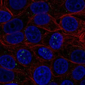 Anti-BAMBI antibody produced in rabbit 