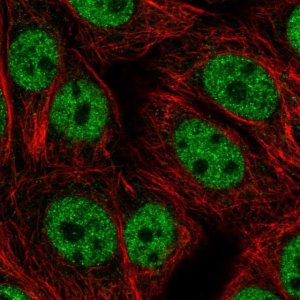 Anti-BANP antibody produced in rabbit 