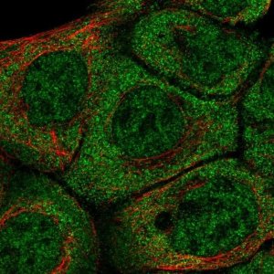 Anti-BARX2 antibody produced in rabbit 