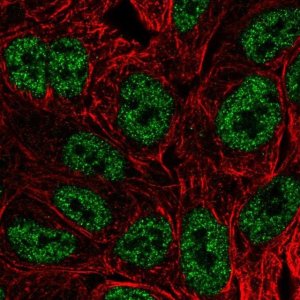 Anti-BATF antibody produced in rabbit 