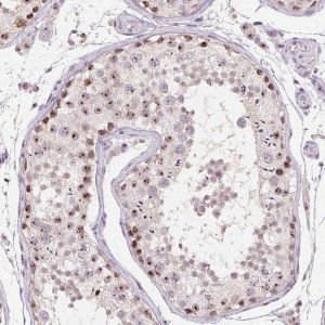 Anti-BATF2 antibody produced in rabbit 