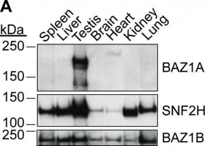 Anti-BAZ1A antibody produced in rabbit 