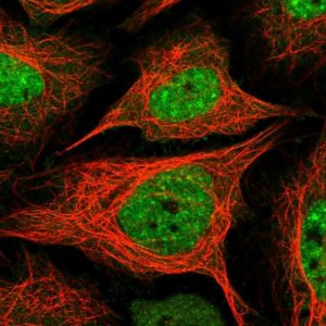 Anti-BAZ2A antibody produced in rabbit 