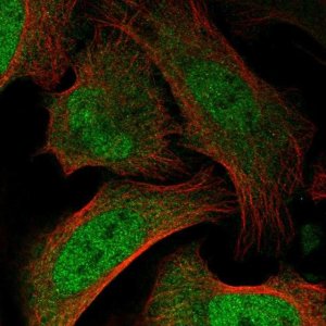 Anti-BAZ2B antibody produced in rabbit 