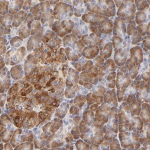 Anti-BBOF1 antibody produced in rabbit 