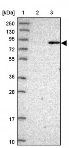 Anti-BBS7 antibody produced in rabbit 