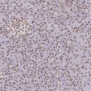 Anti-BBX antibody produced in rabbit 