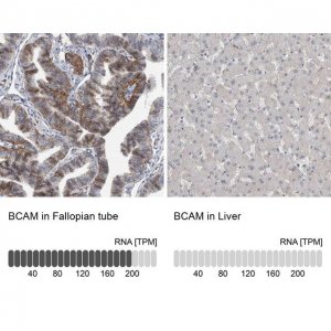 Anti-BCAM antibody produced in rabbit 