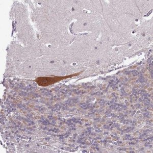 Anti-BCAR1 antibody produced in rabbit 