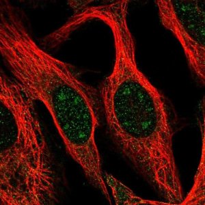 Anti-BCAS3 antibody produced in rabbit 